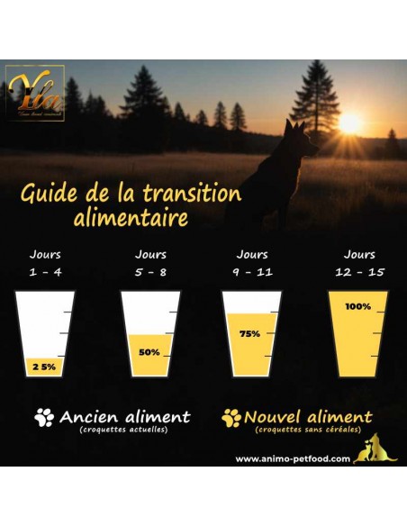 Transition de l’alimentation classique à une alimentation sans céréales pour chien