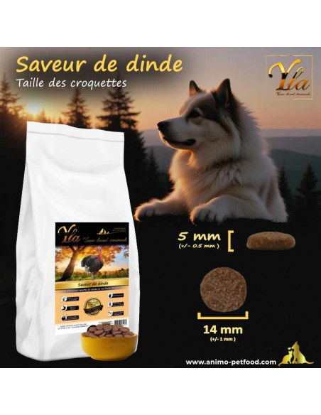 Importance de la taille optimale des croquettes pour le confort des chiens adultes