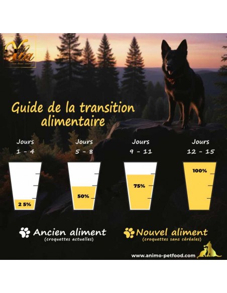 Étapes clés pour une transition alimentaire réussie chez les chiens