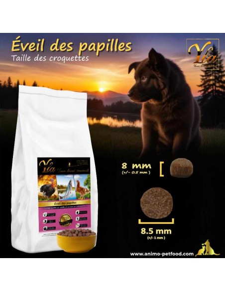 Digestion optimisée pour les chiots avec croquettes adaptées