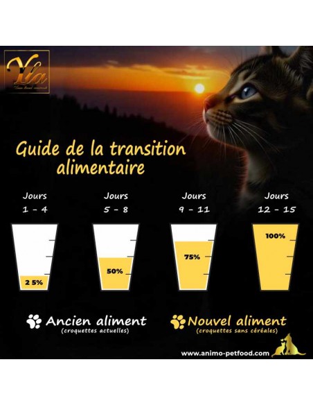 Changement de croquettes en douceur pour jeune chat, une transition alimentaire progressive pour une digestion optimale