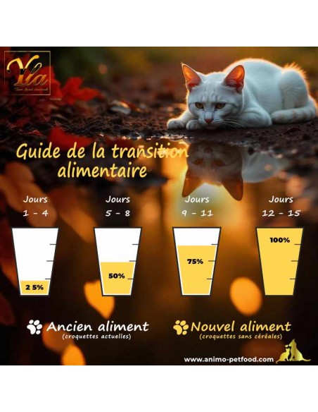 Comment réussir la transition alimentaire d'un chat adulte