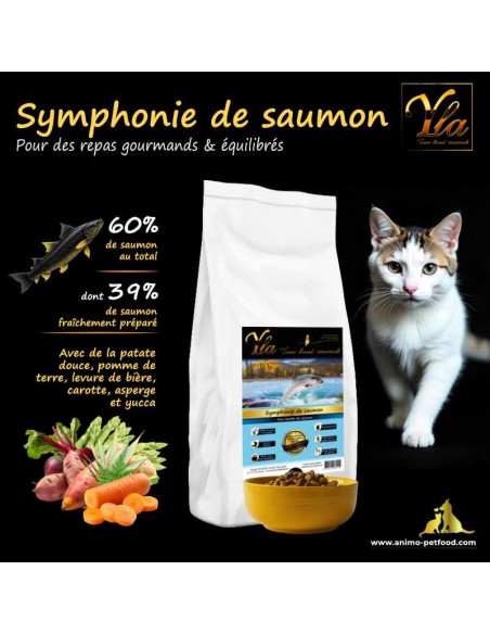 Alimentation saine au saumon pour chat adulte sans céréale