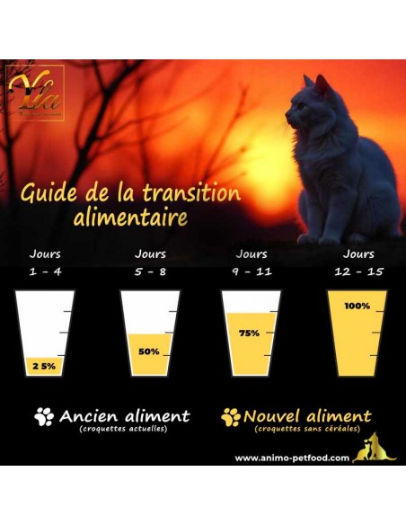 Conseils pratiques pour une transition alimentaire en douceur chez le chat, favorisant une digestion optimale.