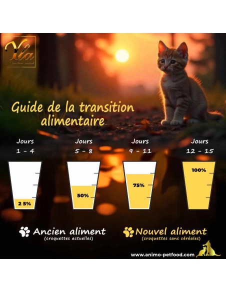 Guide sur la transition entre croquettes pour chaton, changer progressivement les croquettes pour une meilleure digestion.