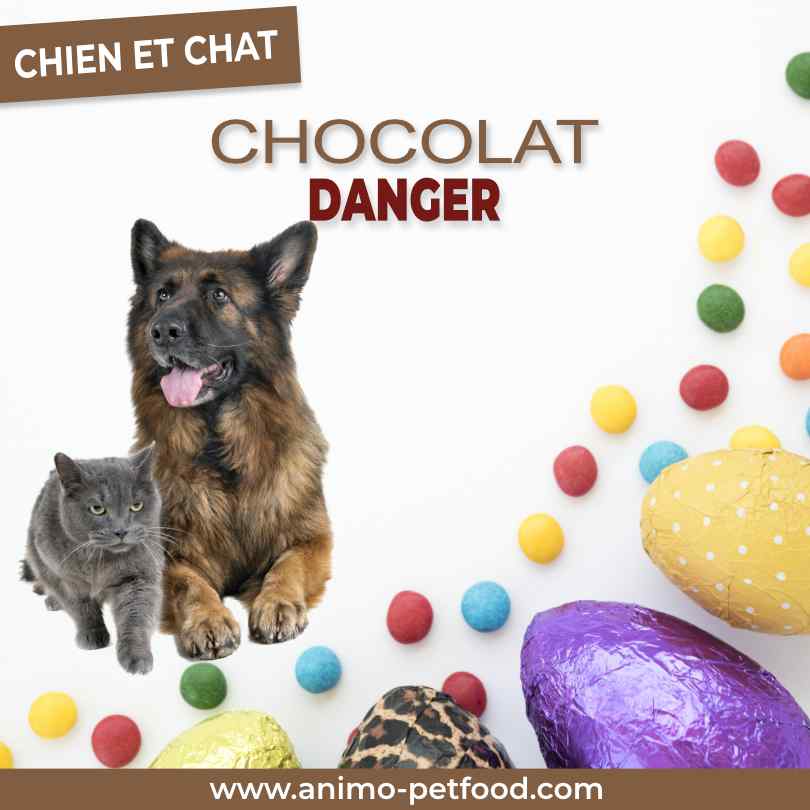 Chien Et Chat Intoxication Au Chocolat