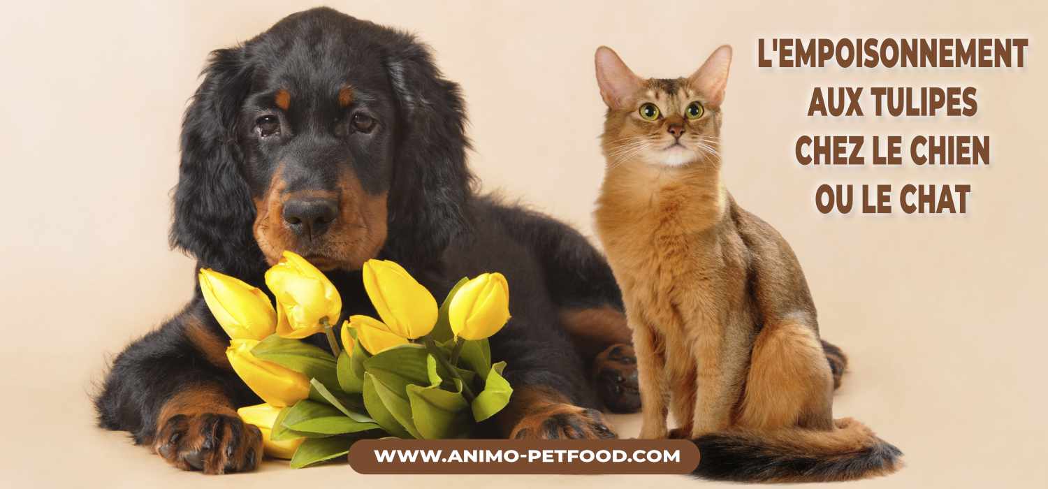 L Empoisonnement Par Les Tulipes Chez Les Chiens Et Les Chats