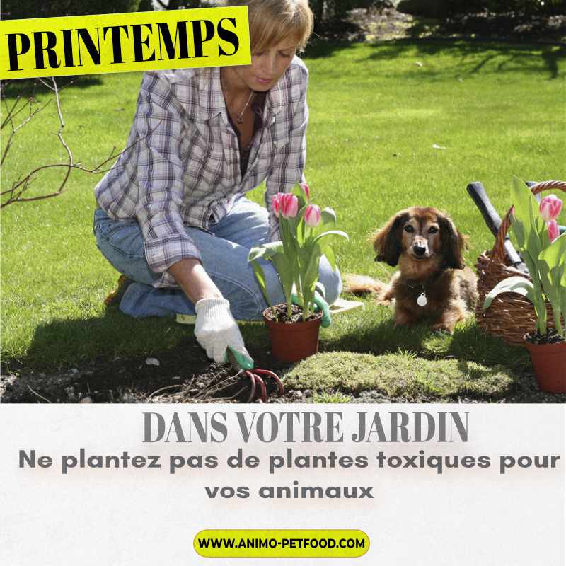 Jardin : dangers pour les animaux de compagnie - infomaison