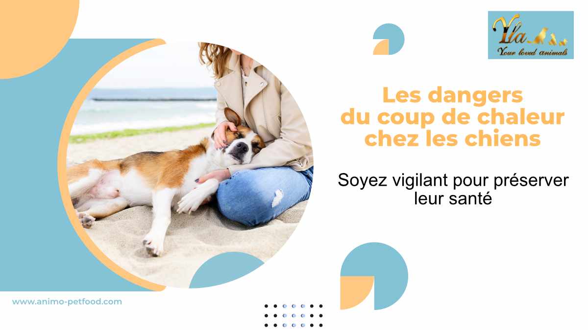 complications du coup de chaleur chez le chien