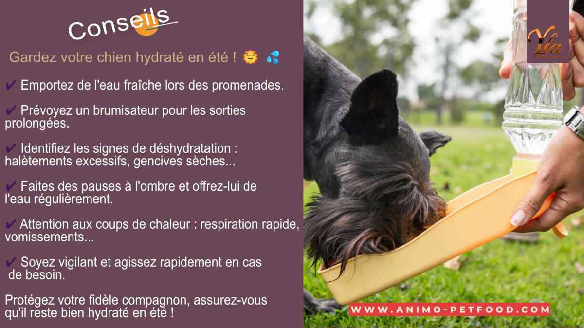 Centre Canin Des Ruisseaux - La chaleur est enfin arrivée ☀️ soyez  prévoyants lors des promenades avec toutou 🐾 Comment protéger les  coussinets de votre chien cet été ? Imaginez, vous marchez