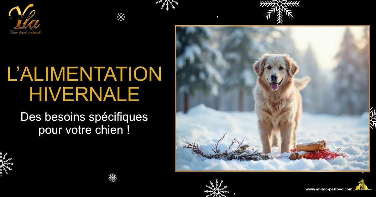 Conseils pour ajuster l'alimentation hivernale de votre chien et l’aider à résister au froid