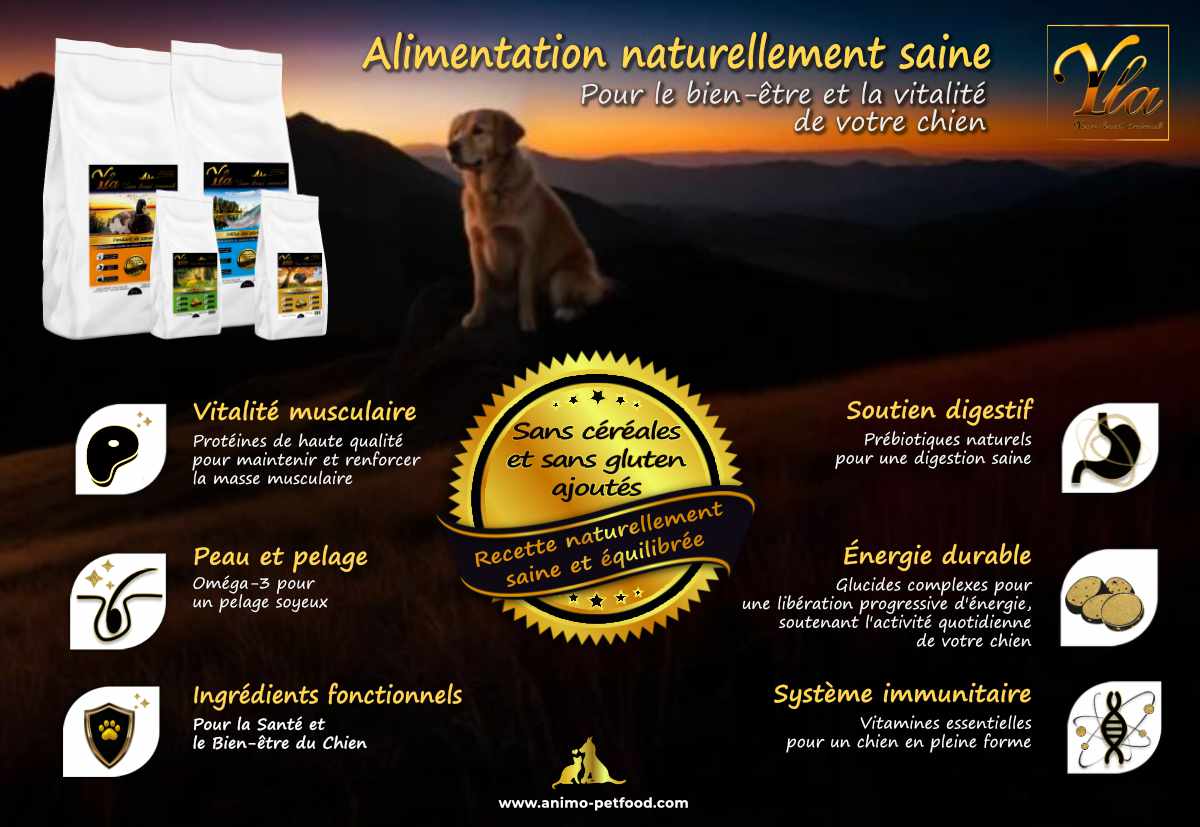 Alimentation naturellement saine pour chien en hiver, sans céréales ni gluten, pour vitalité et bien-être