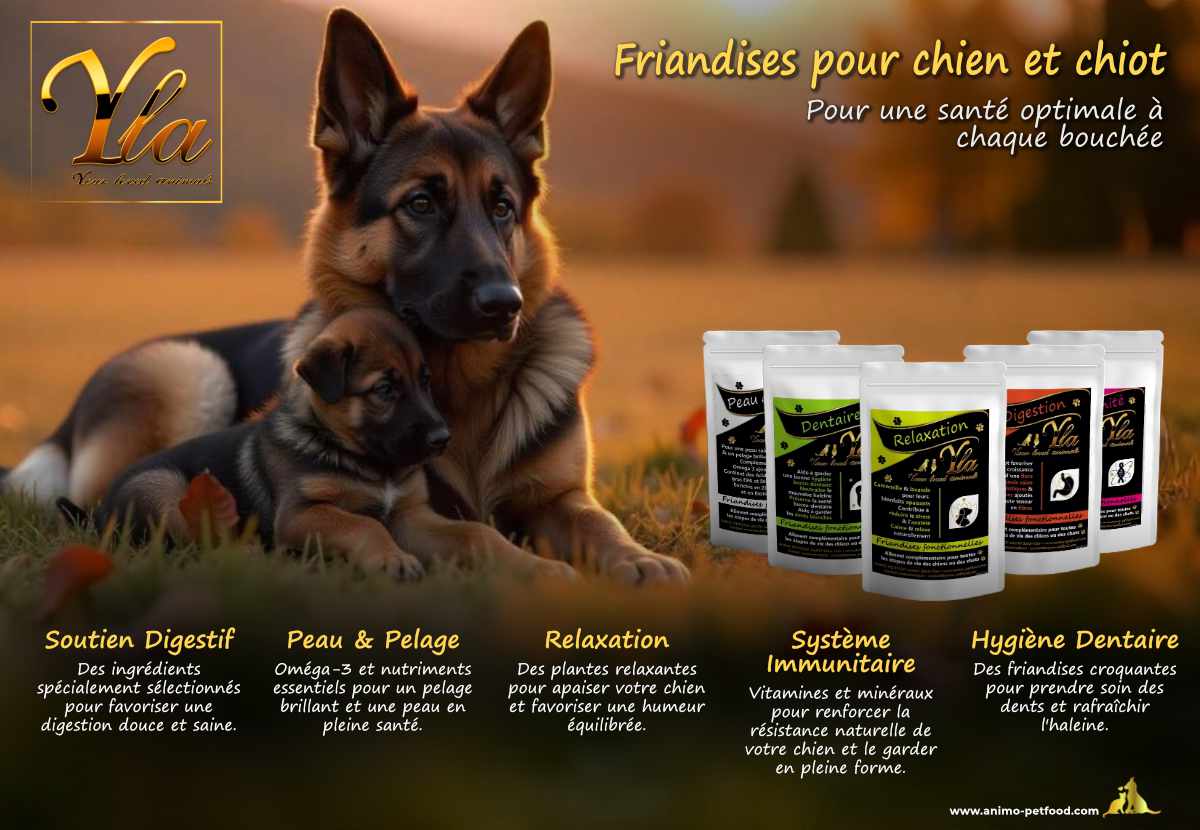 Friandises saines pour chiens et chiots - soutien digestif, peau et pelage, relaxation, immunité, hygiène dentaire. Illustration d'un berger allemand adulte et d'un chiot en automne