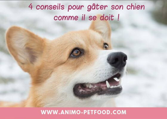 Les Friandises Pour Chien