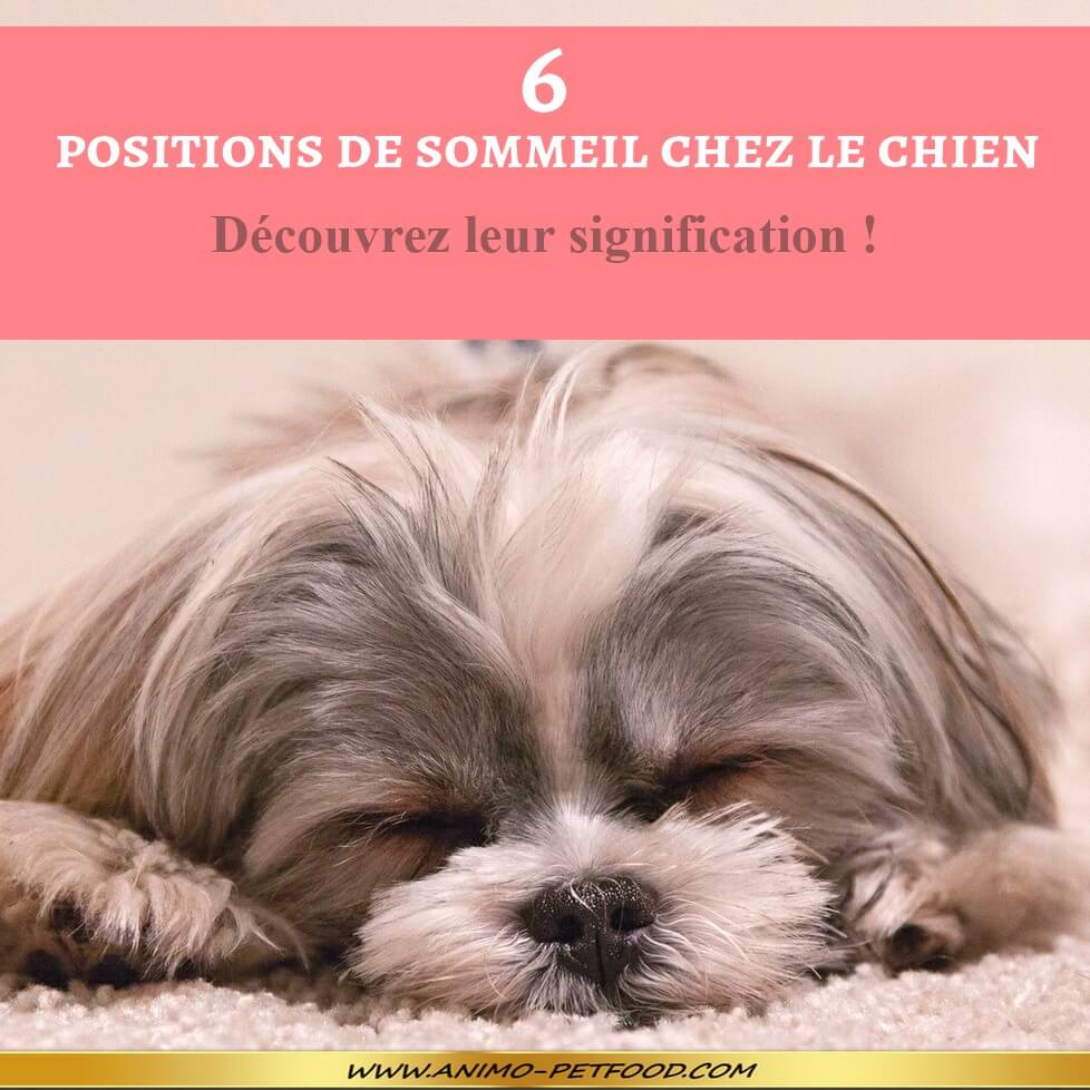 Positions De Sommeil Chez Le Chien Et Leur Signification