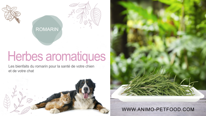 Romarin Pour Chiens Et Chats