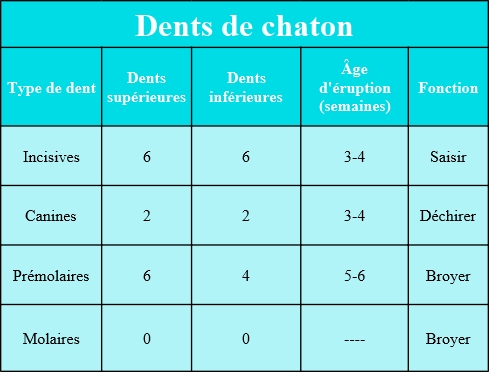 Est Il Normal Que Les Chats Perdent Leurs Dents