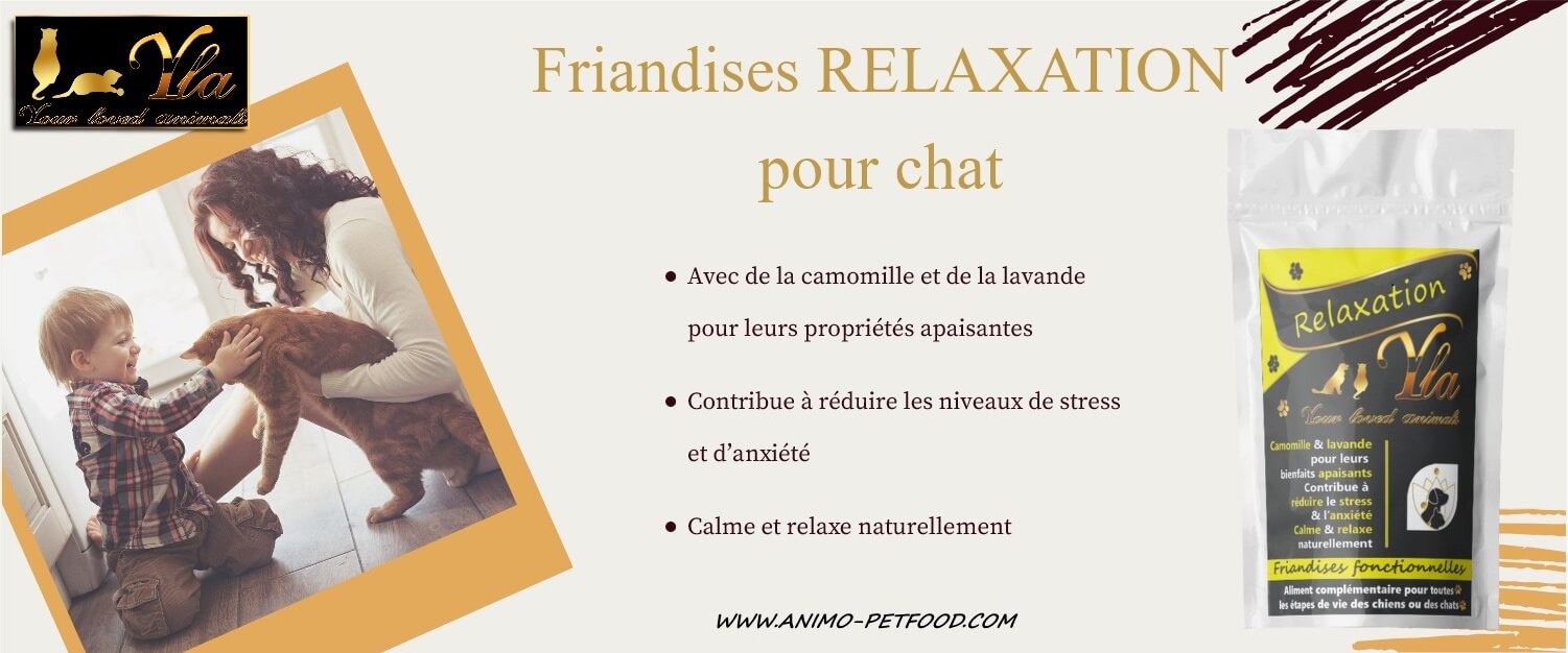 7 Conseils Pour Prévenir Le Stress De Votre Chat