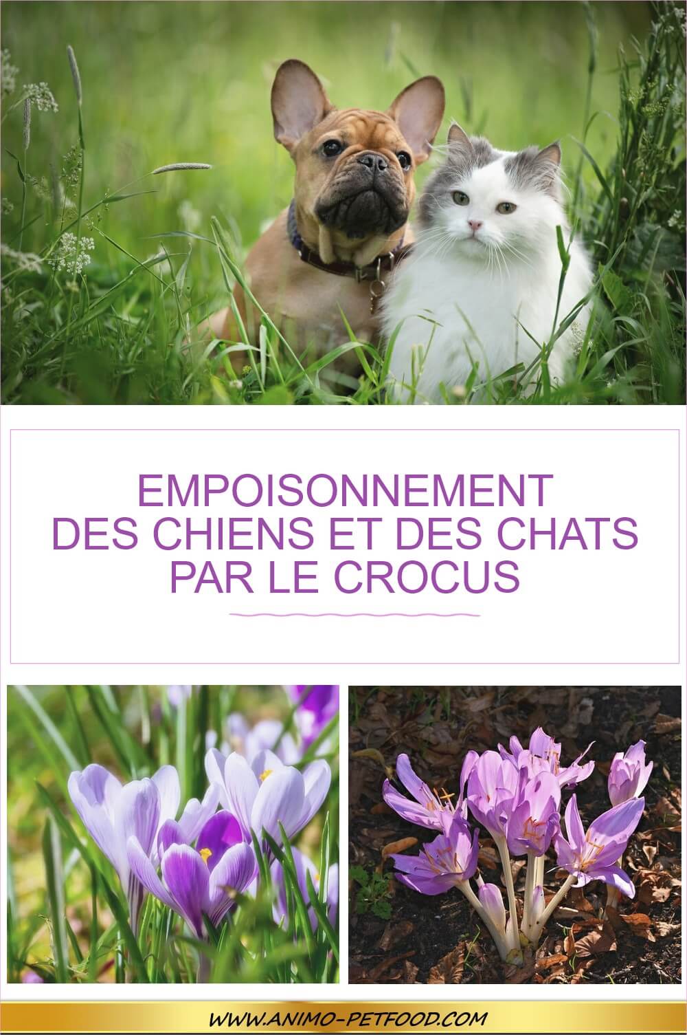 L Empoisonnement Des Chiens Et Des Chats Par Le Crocus