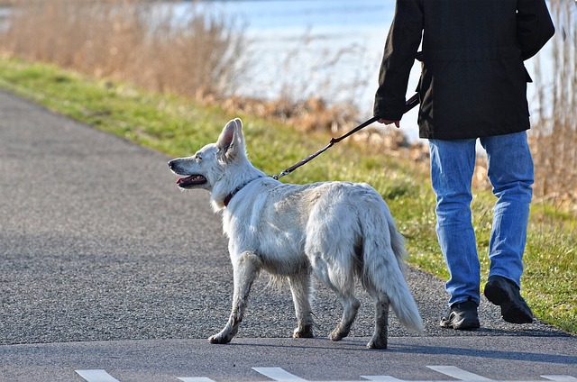 Covid19 A T On Le Droit De Sortir Son Chien Pendant Le Confinement