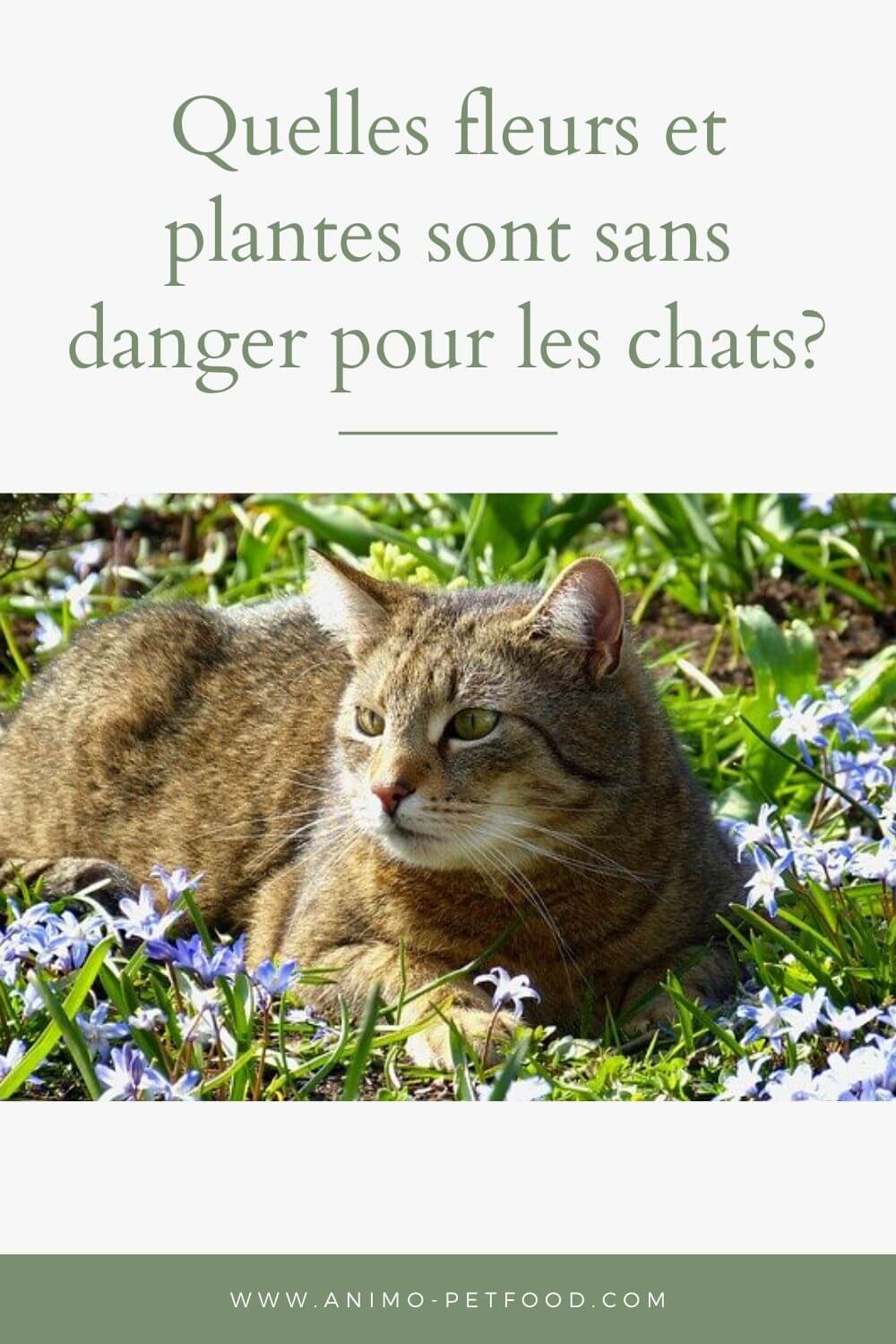Quelles Fleurs Et Plantes Sont Sans Danger Pour Les Chats
