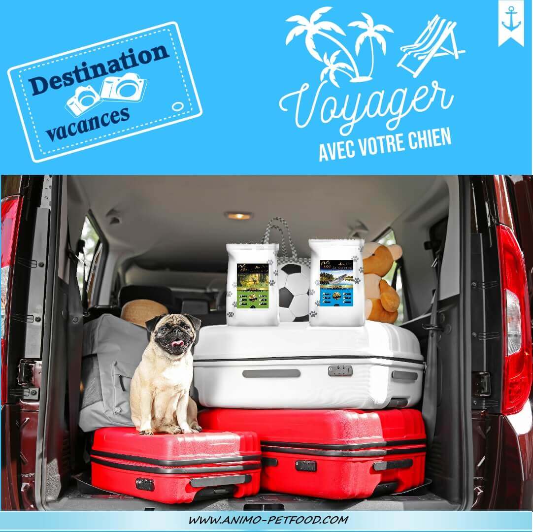 5 conseils pour voyager avec votre chien en voiture - Happy Best