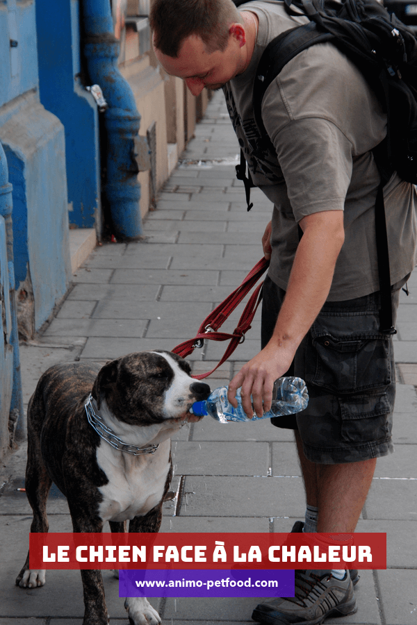 Le Chien Face A La Chaleur