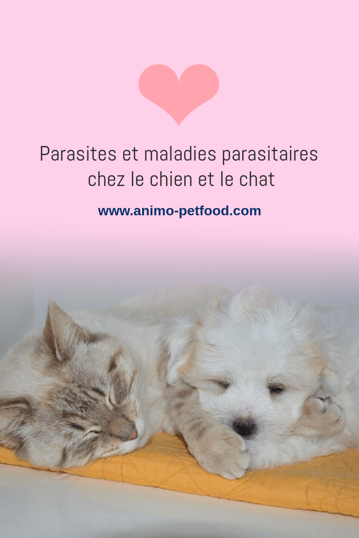 Parasites Et Maladies Parasitaires Chez Le Chien Et Le Chat