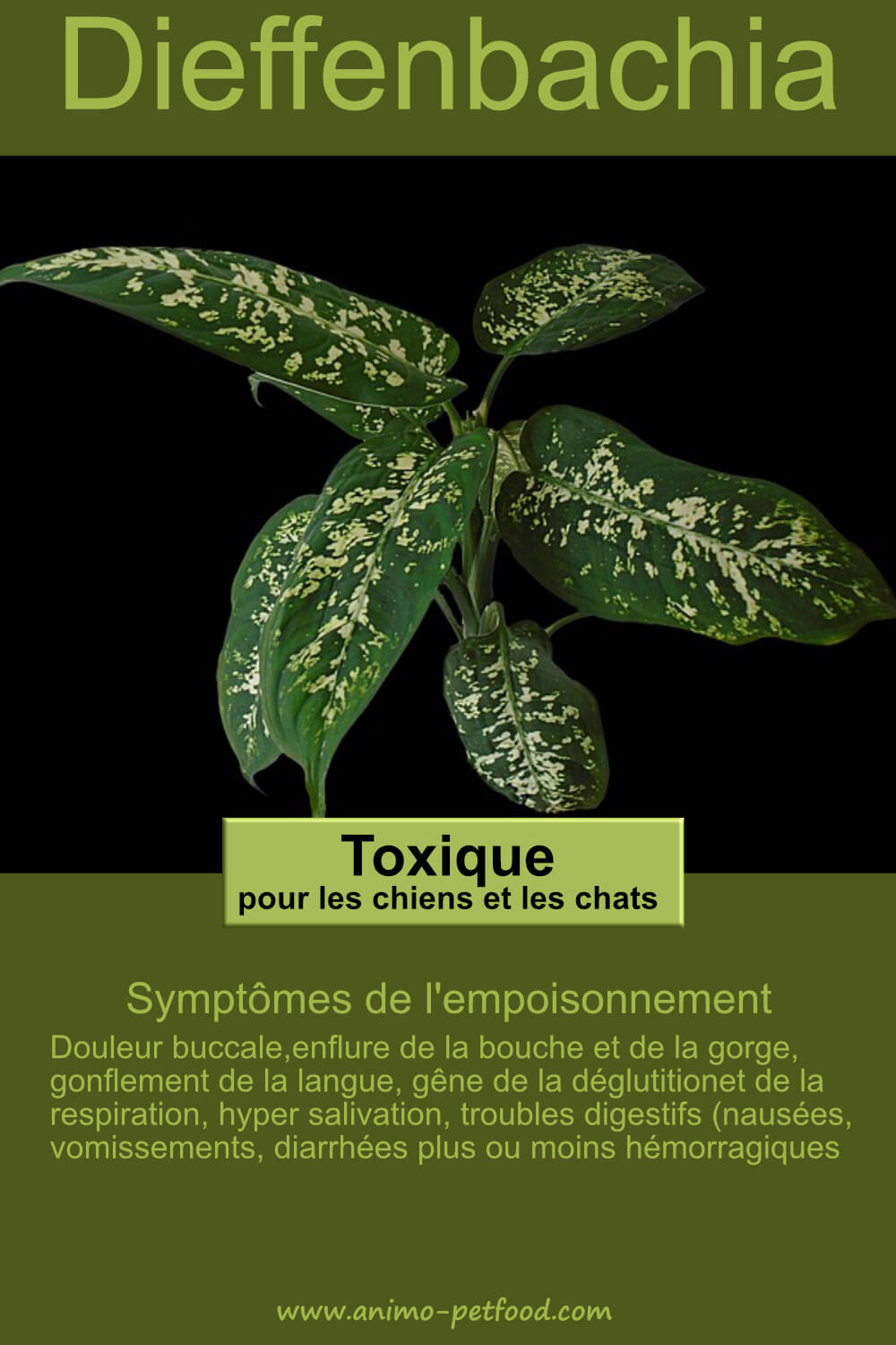 Le Dieffenbachia Plante Toxique Pour Les Chats Et Les Chiens