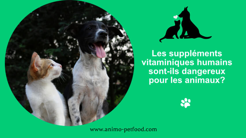 Vitamines et compléments pour chats