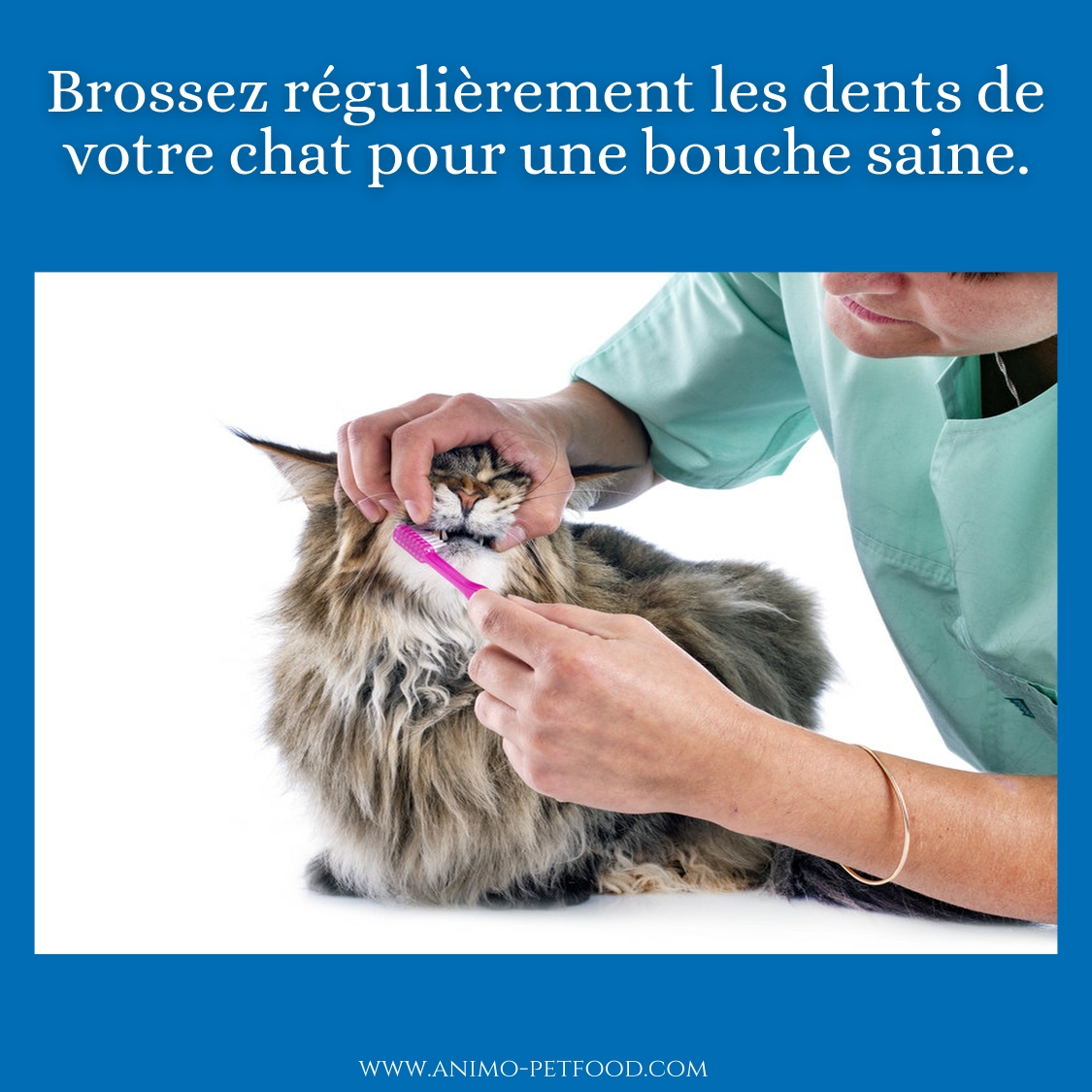 Problemes Dentaires Chez Les Chats