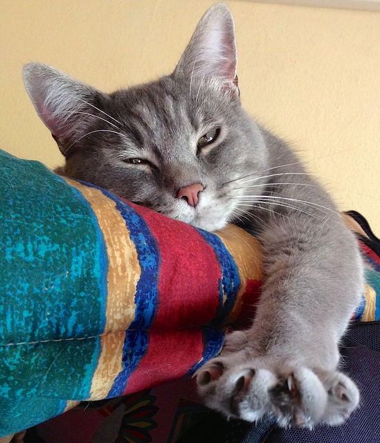 5 façons simple de protéger votre canapé des griffures de chats