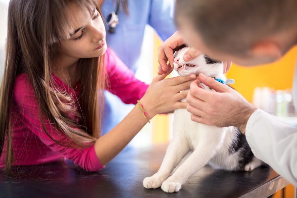 Les Maladies Du Foie Chez Le Chien Et Le Chat