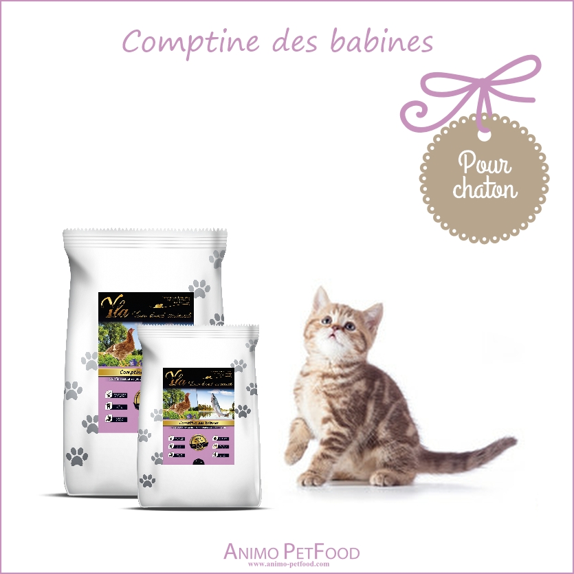 Problemes Dentaires Chez Les Chats