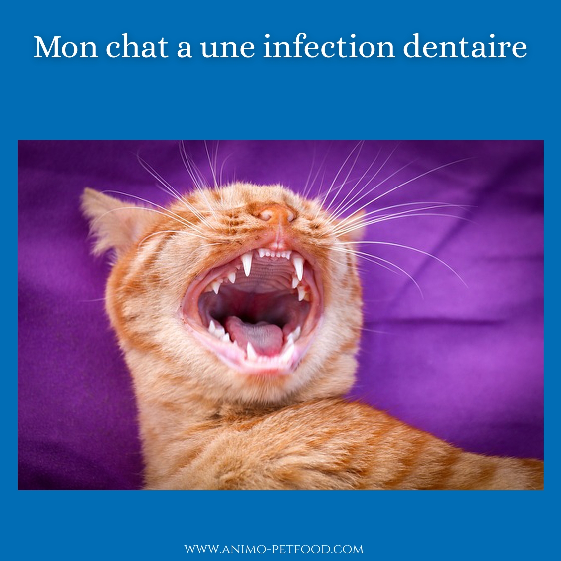 Problemes Dentaires Chez Les Chats