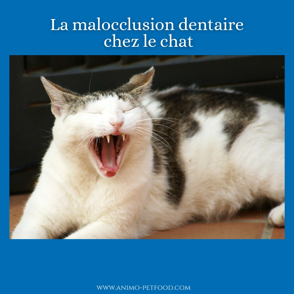 Problemes Dentaires Chez Les Chats