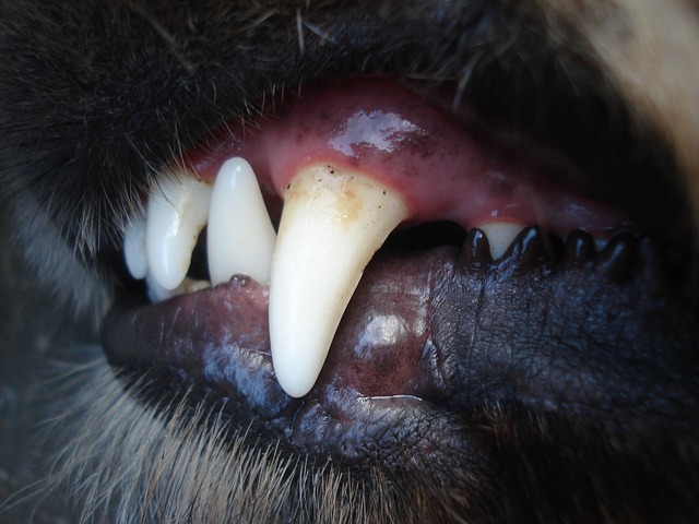 Les Dents De Votre Chiens Et Chats Sont Sacrees