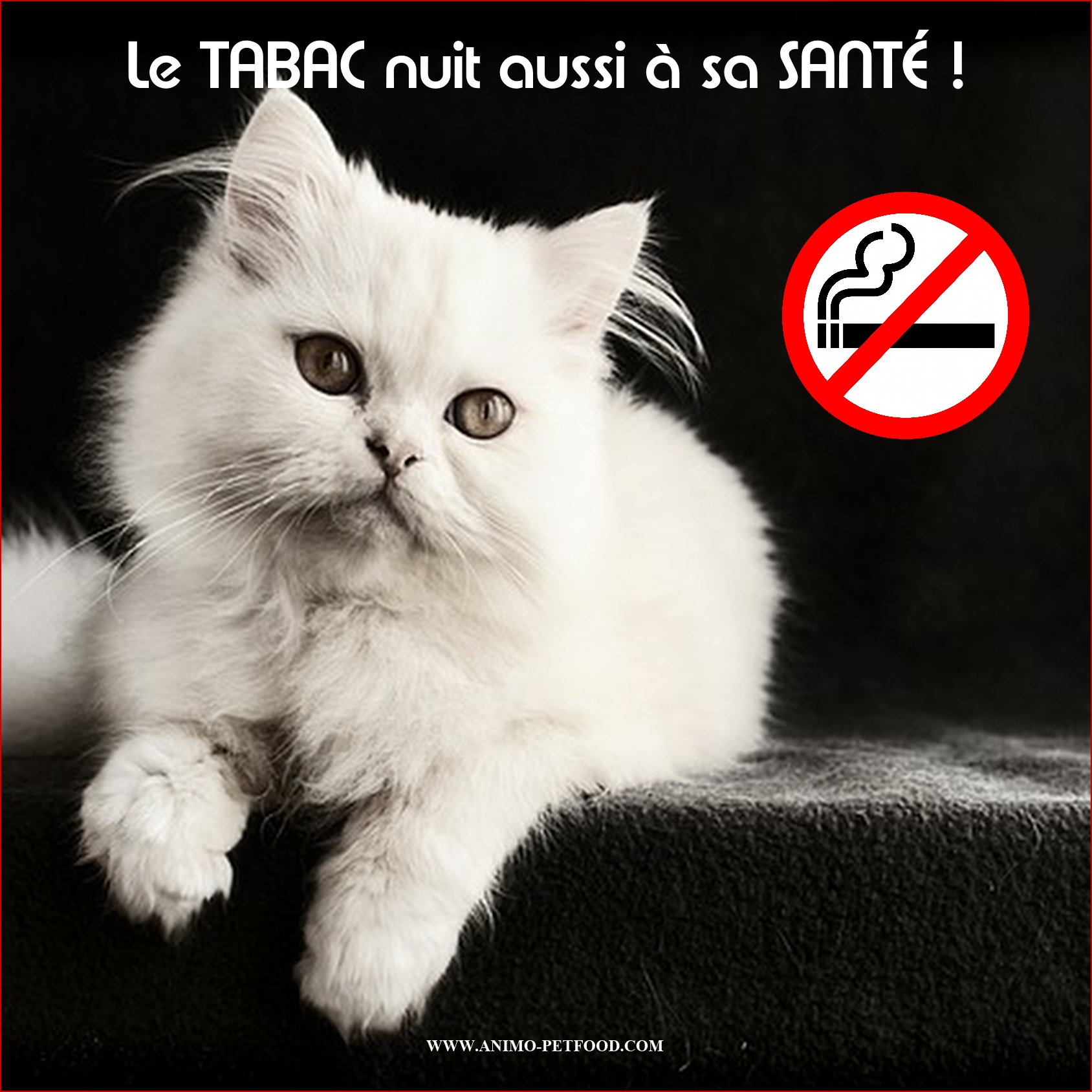 15 Choses Que Vous Ne Devriez Jamais Faire A Votre Chat