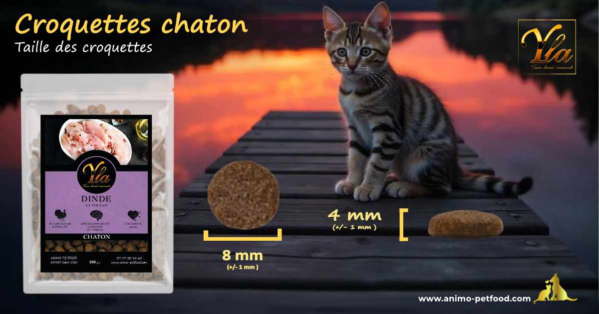 Croquettes adaptées aux chatons pour une meilleure digestion et hygiène bucco-dentaire