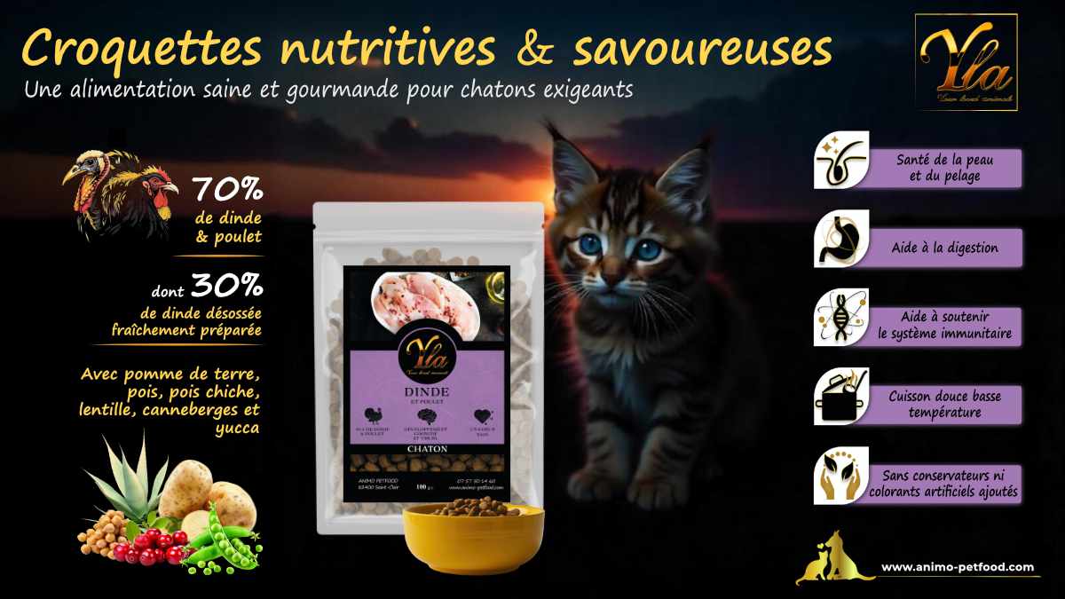 Cuisson douce des croquettes pour chaton, un procédé qui protège les protéines et préserve les nutriments essentiels.