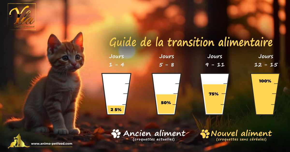 Transition alimentaire pour chaton avec croquettes hypoallergéniques pour un changement progressif