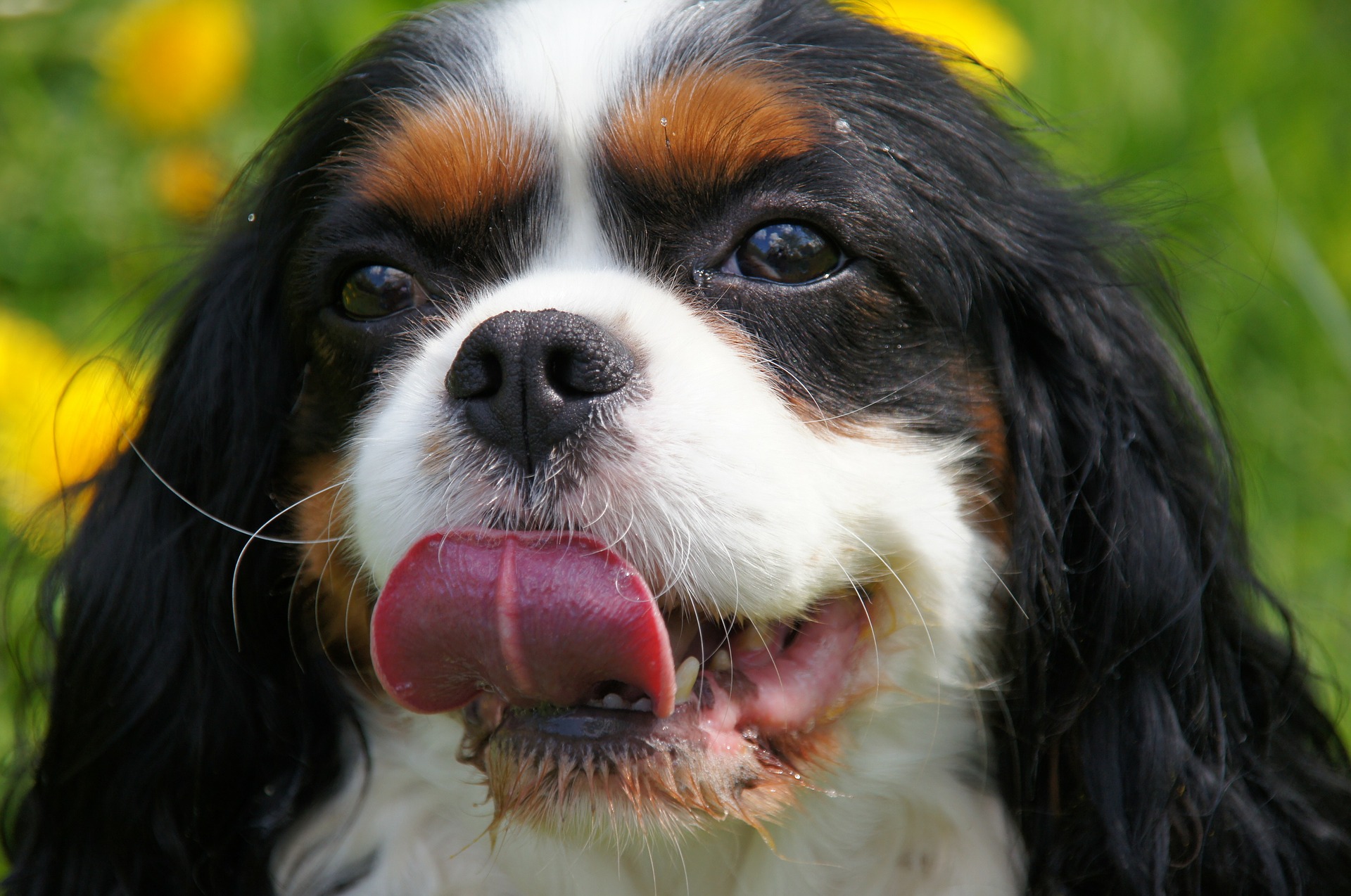 Le Chien Face A La Chaleur