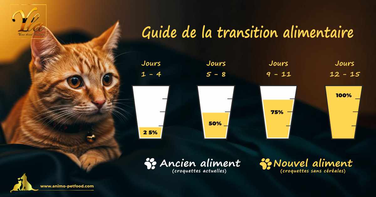 Changer les croquettes d’un chat stérilisé en douceur grâce à une transition alimentaire progressive.