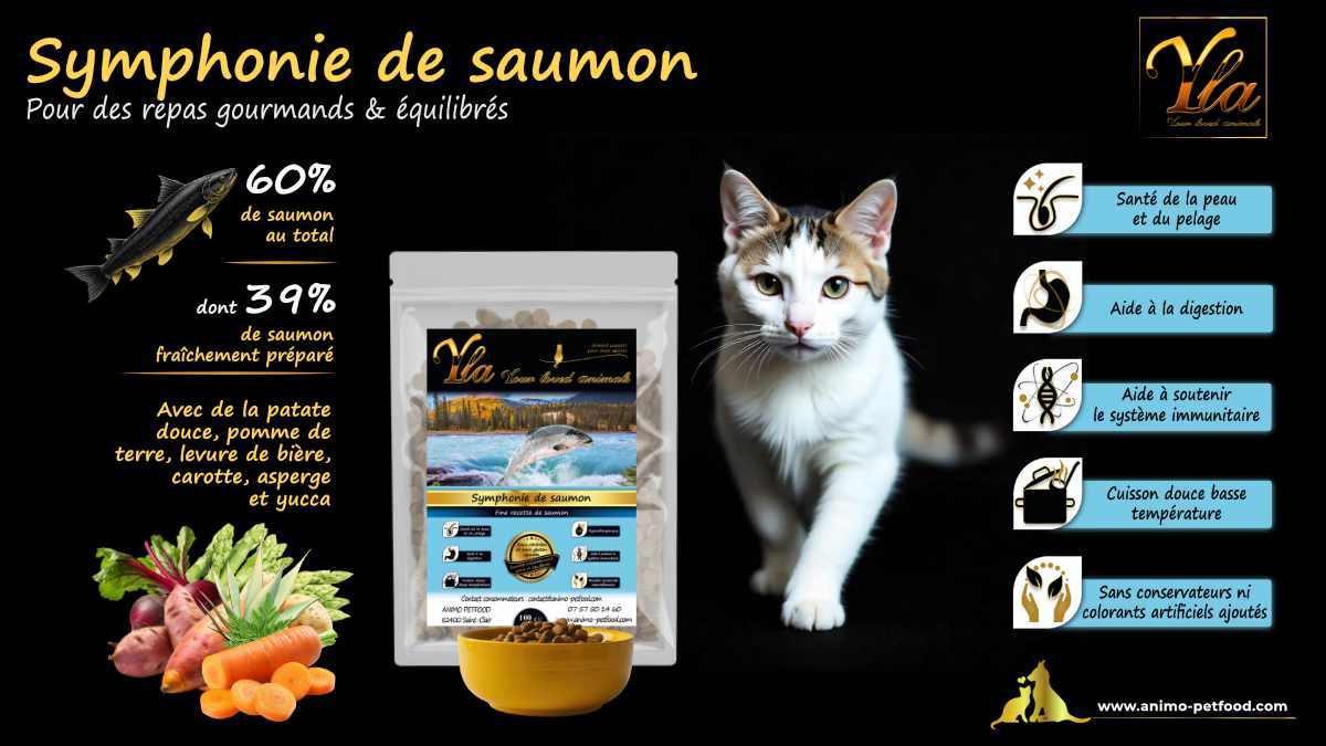 Croquettes au saumon pour chats adultes, sans céréales et sans gluten, idéales pour une alimentation équilibrée.