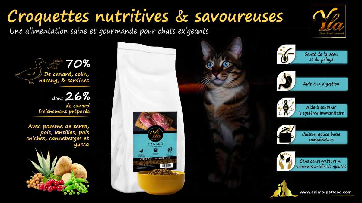 Recette équilibrée pour chats vivant exclusivement en appartement, adaptée à leurs besoins nutritionnels spécifiques.