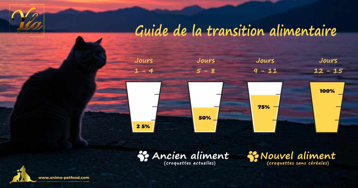 Tableau de transition alimentaire pour chat stérilisé, indiquant les étapes de changement de croquettes pour une digestion optimale