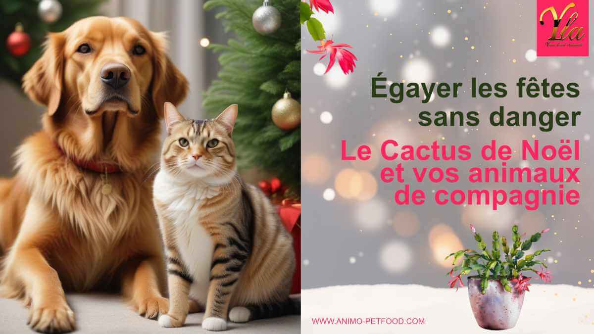 cactus-de-noel-et-vos-animaux-de-compagnie.