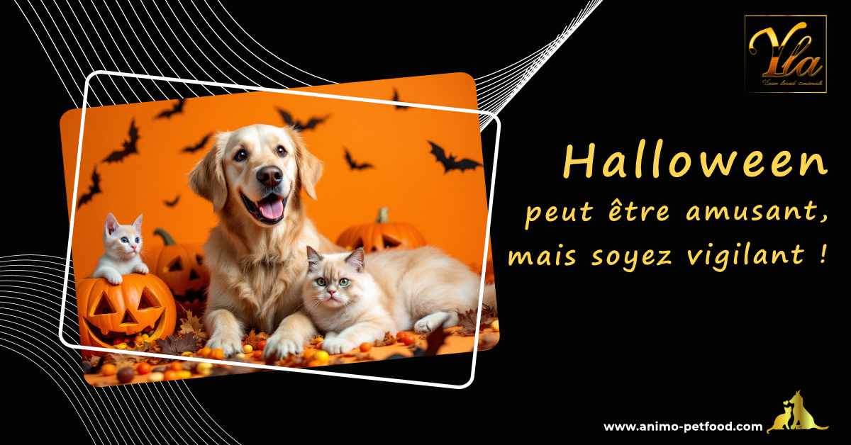 Halloween peut être amusant, mais soyez vigilant pour la sécurité de vos animaux de compagnie