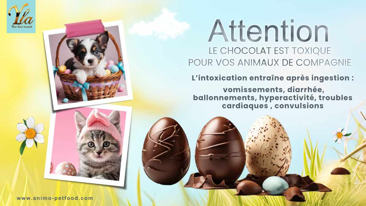 Le chocolat est toxique pour vos animaux de compagnie - Après ingestion : vomissements, diarrhée, ballonnements, hyperactivité, troubles cardiaques, convulsions