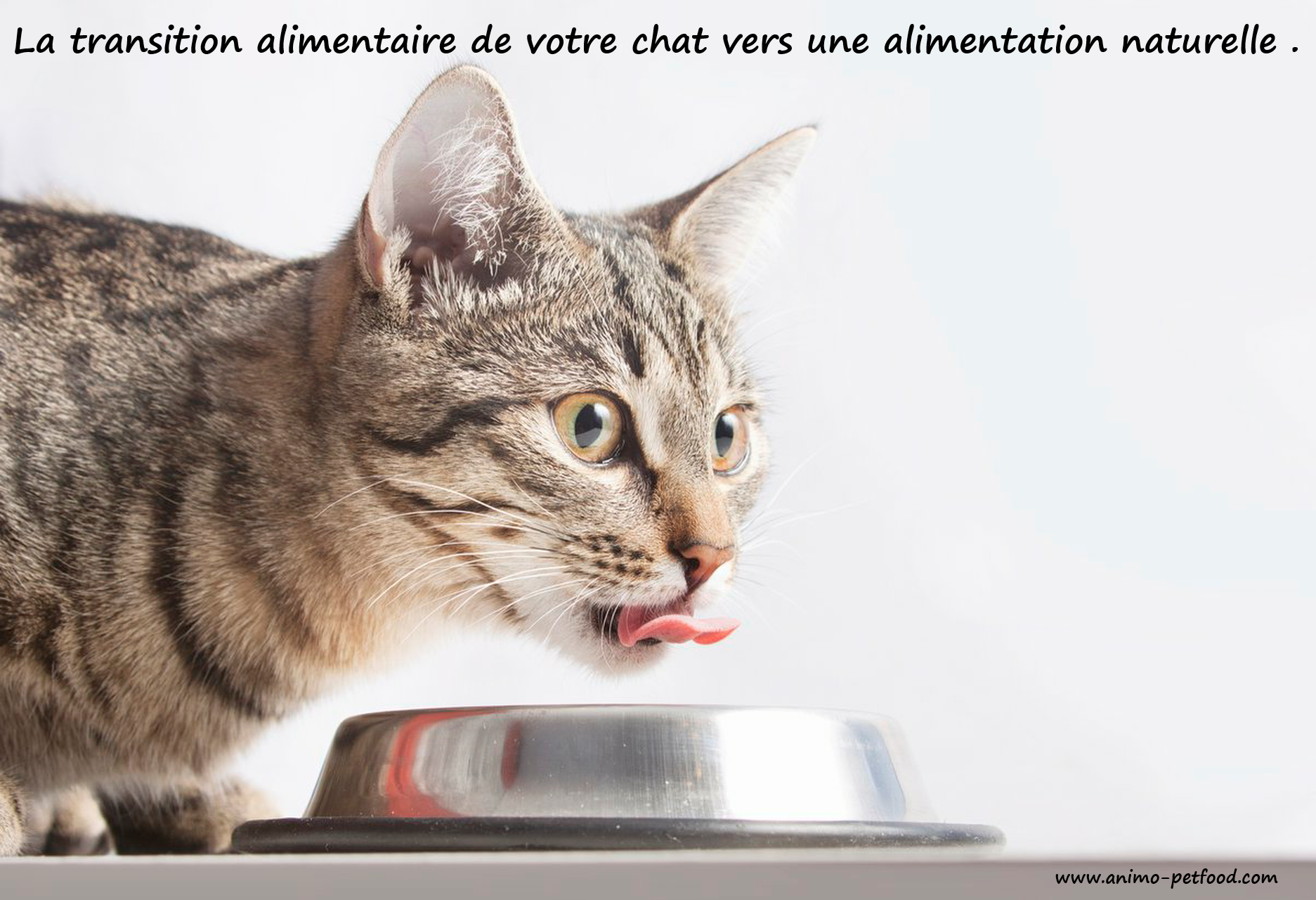 La Transition Alimentaire Chez Le Chat